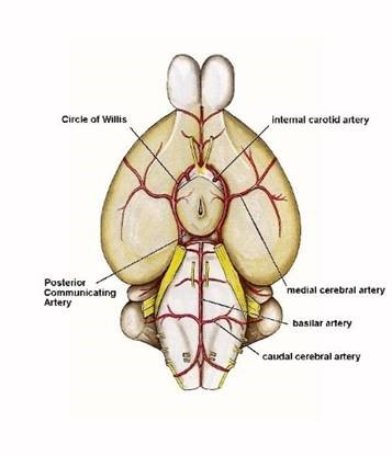 internal carotid artery circle of willis